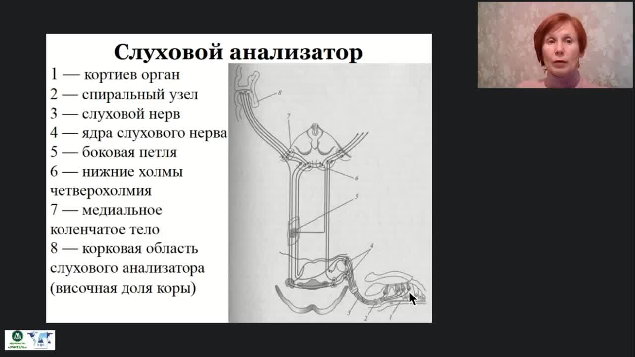Международный вебинар &quot;Анатомия, физиология и патология органов слуха, речи и зрения&quot; - изображение № 4
