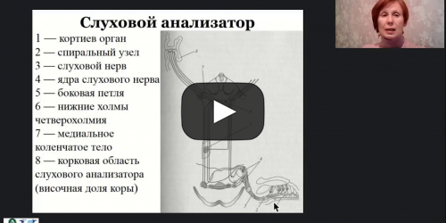 Международный вебинар "Анатомия, физиология и патология органов слуха, речи и зрения" - видеопрезентация