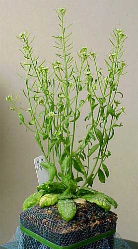arabidopsis (1)
