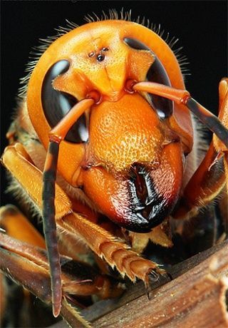 На фото хорошо можно разглядеть три дополнительных глаза на голове насекомого