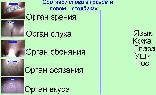 C:\Users\user\Desktop\органы чувств.png