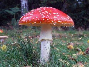 http://homeoclass.ru/wp-content/uploads/2011/02/FlyAgaric-Amanitamuscaria.jpg