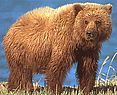  Картинки животных - Медведь