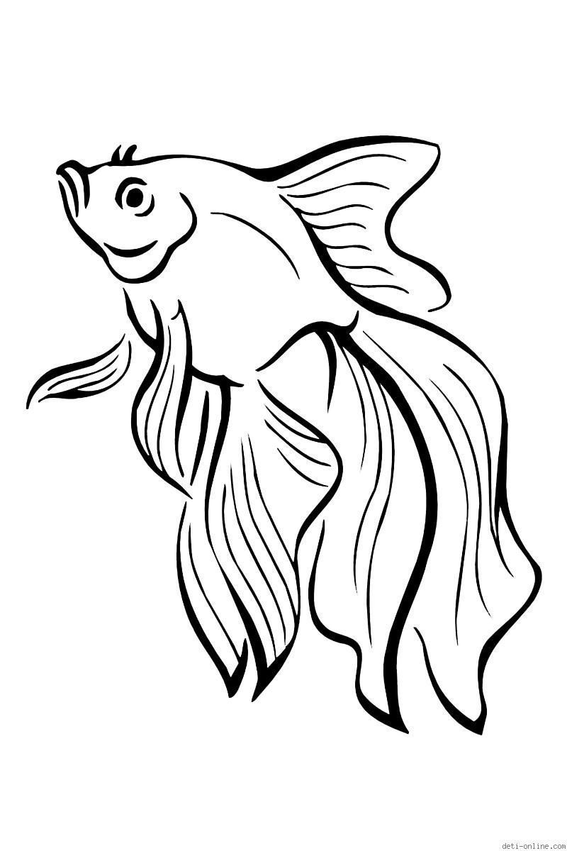 Раскраска Золотая рыбка