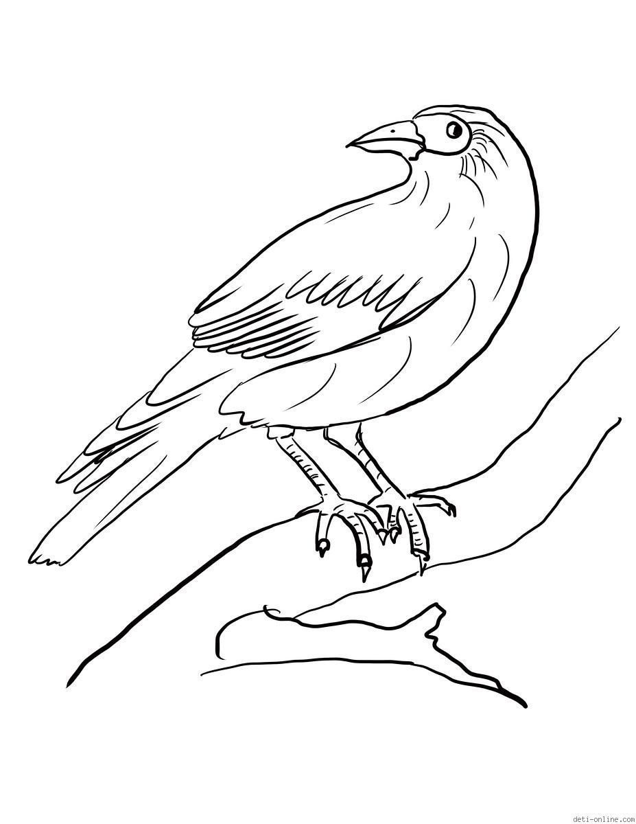 Раскраска Ворона на ветке дерева