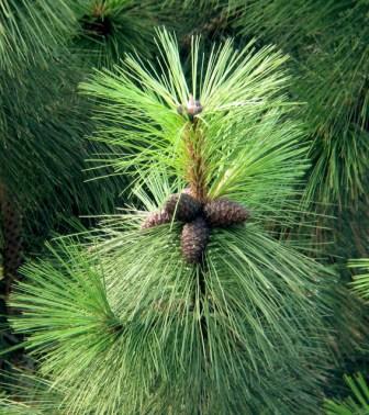 Pinus_ponderosa_cones_small.jpg