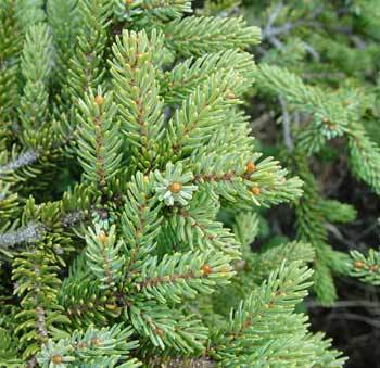 Picea_excelsa_Link__-1.jpg