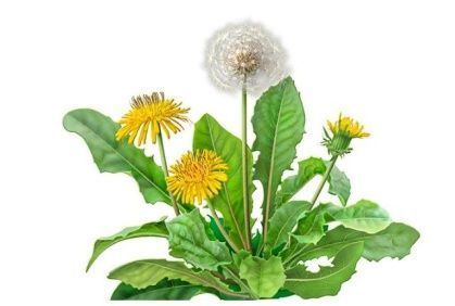 https://i1.wp.com/www.natural-homeremedies.org/wp-content/uploads/2017/08/Dandelion-Roots.jpg?resize=640%2C430