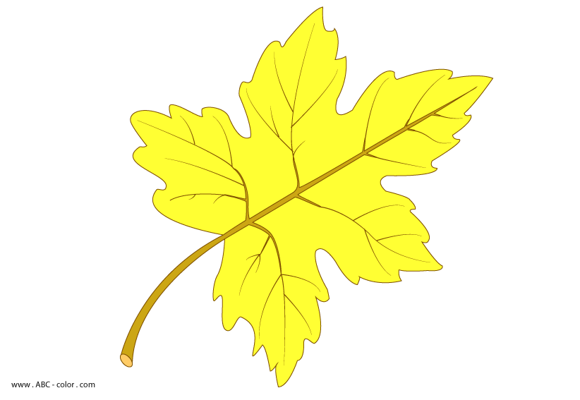 maple-leaf-picture-color.png